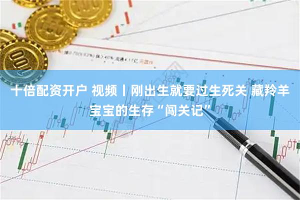 十倍配资开户 视频丨刚出生就要过生死关 藏羚羊宝宝的生存“闯关记”